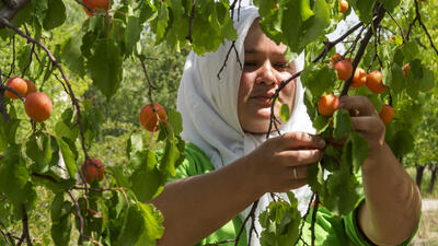 Woman in white headscarf holds apricot on the tree